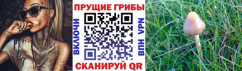 наркота  мега ТОР  Галлюциногенные грибы мицелий  Дубовка 
